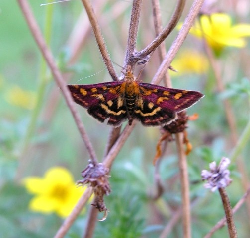 Pyrausta purpuralis